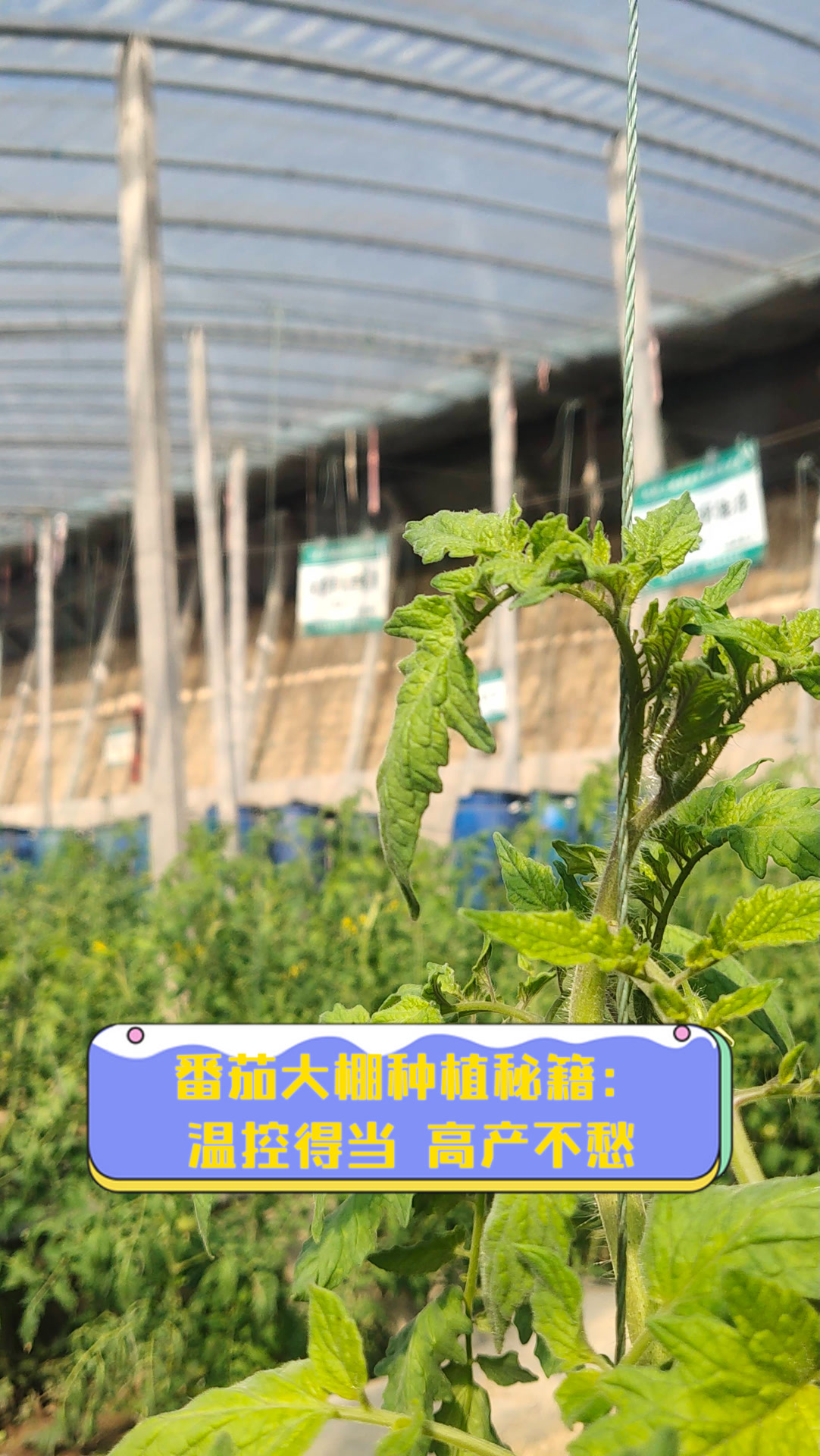大棚番茄种植方法(大棚番茄种植方法和技术)