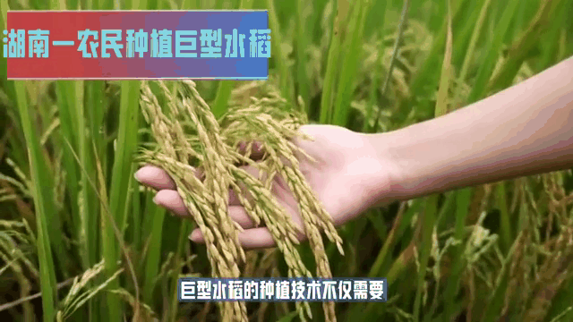 湖南省水稻种植(湖南省水稻种植主要市县)