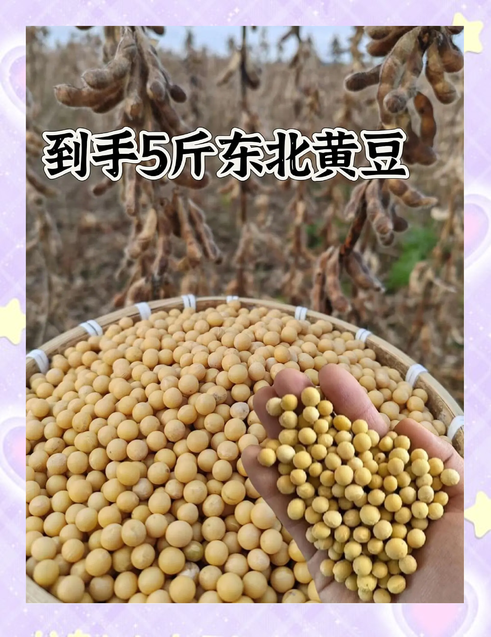 东北几月种黄豆(东北黄豆播种时间)