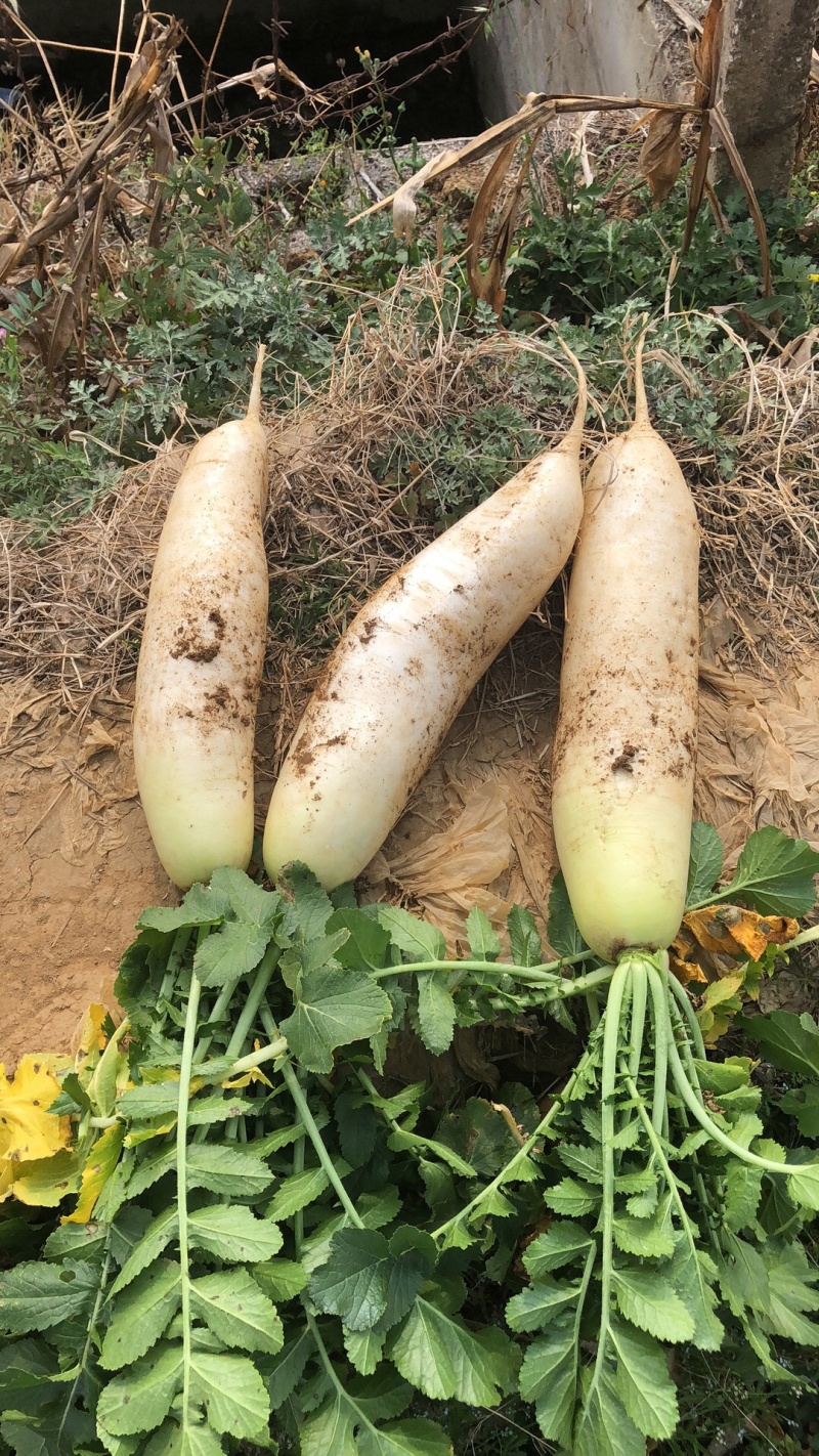 夏季萝卜种植品种(夏季萝卜种植品种大全)
