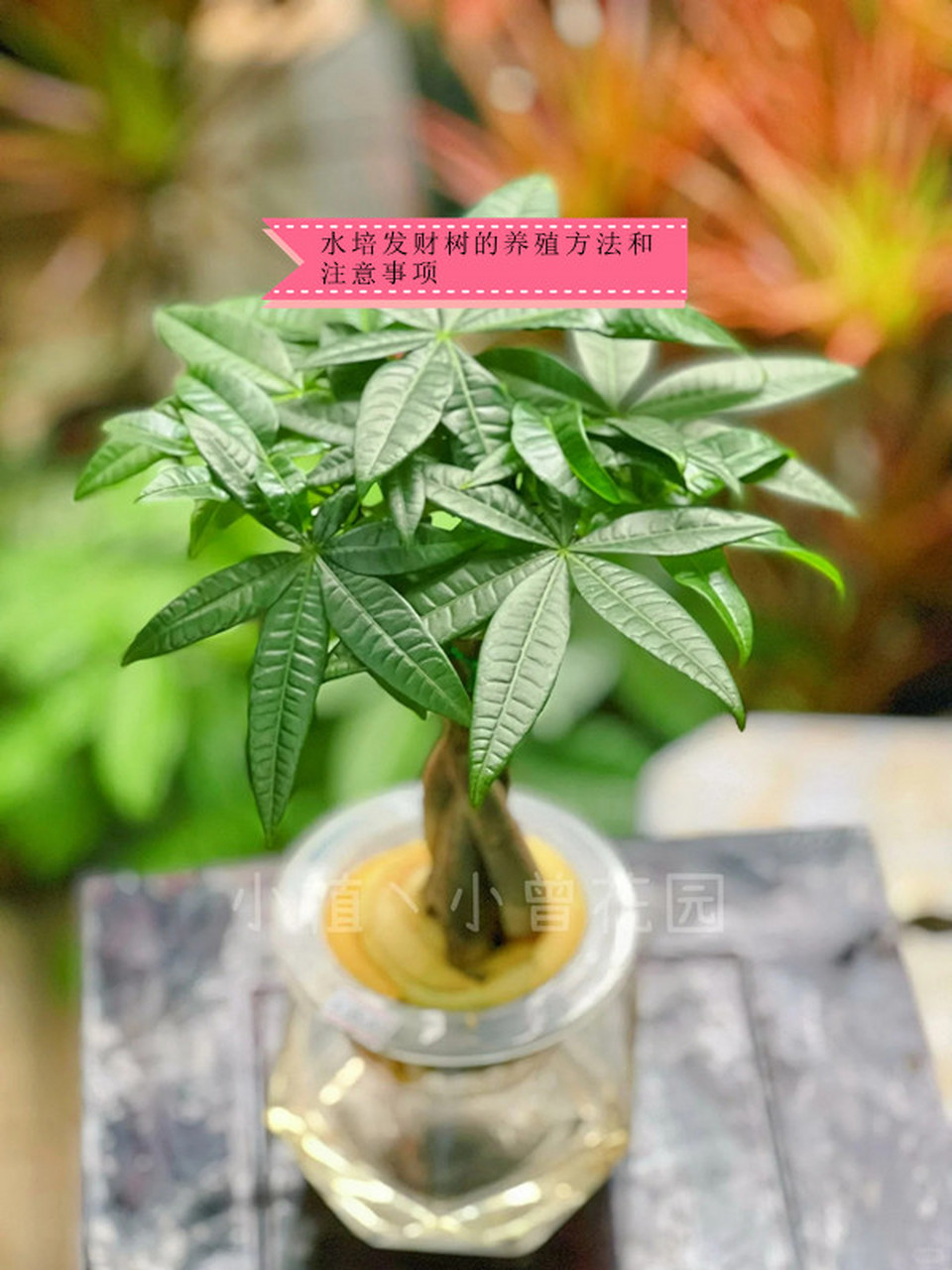 水培发财树的养殖方法(水培发财树的养殖方法和技巧)