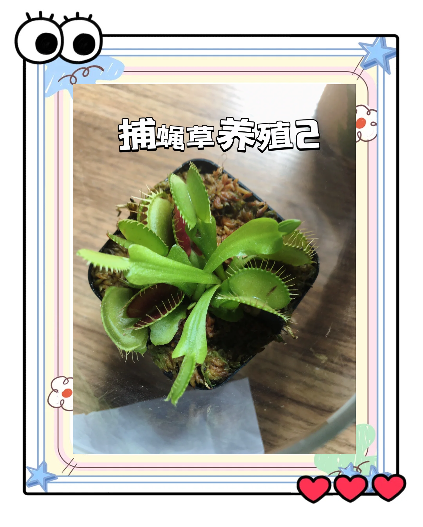 捕蝇草施肥(捕蝇草施肥怎么施)