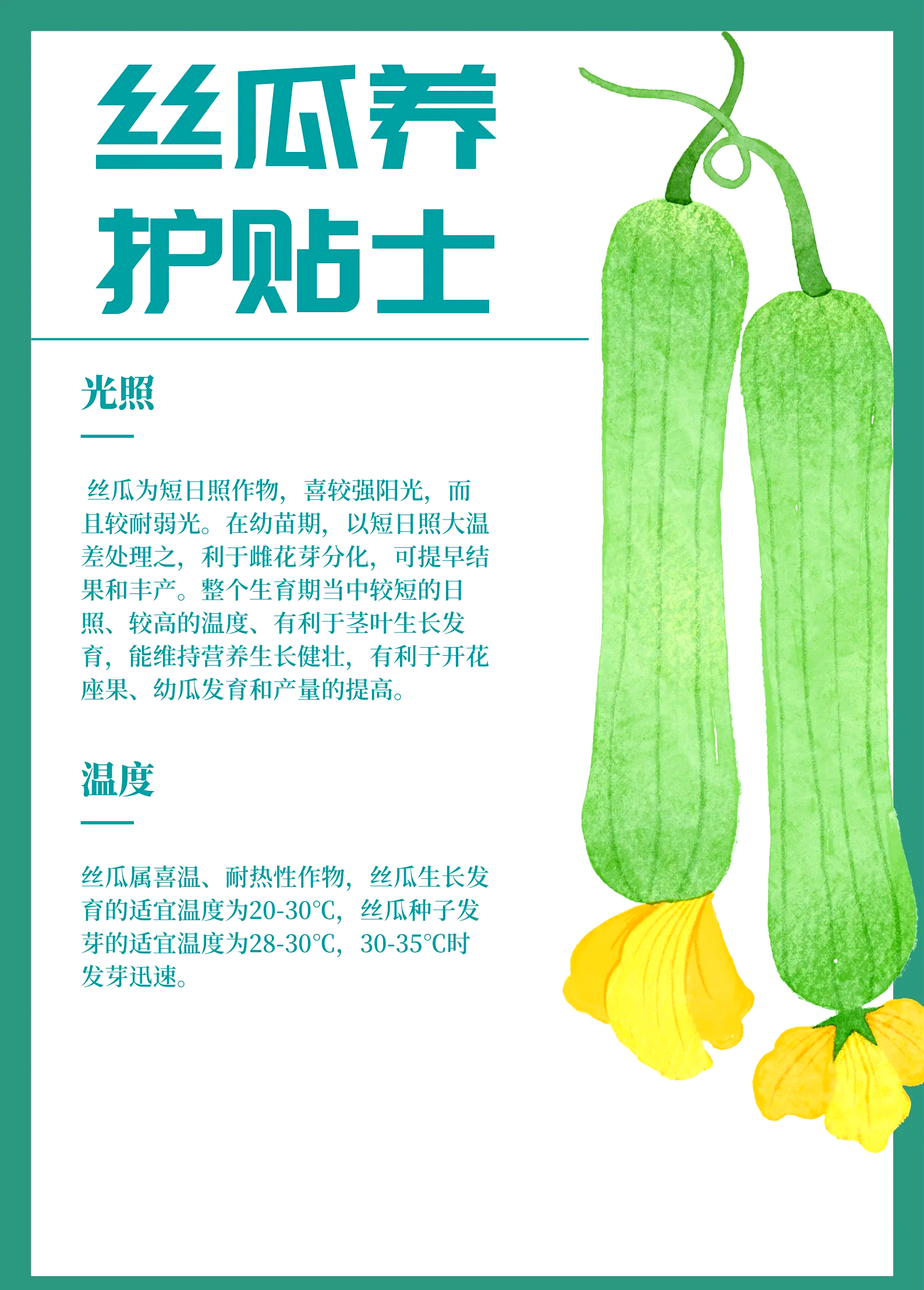 丝瓜密植高产栽培技术(丝瓜种植技术与管理方法)